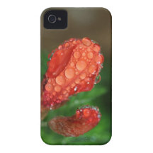 Macro Morning Dew on Flower iPhone 4 Covers