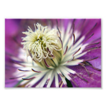 Macro Purple Clematis Flower Photographic Print