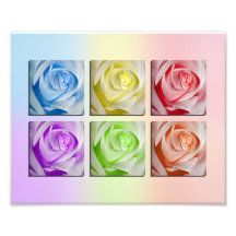 Macro Rainbow Roses Photograph