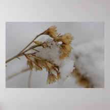 Macro Snow on Plant Print