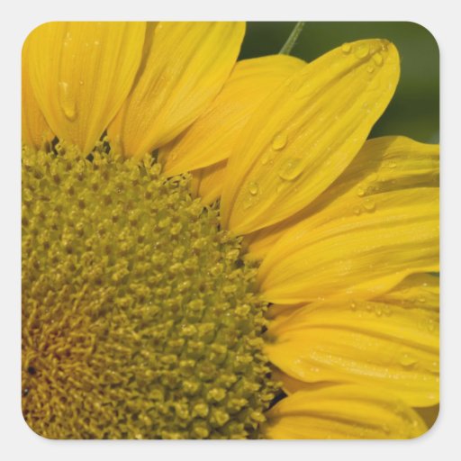 Macro Sunflower With Raindrops Stickers