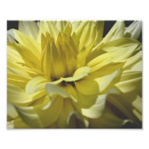 Macro Yellow Dahlia Petals 10x8 Flower Print Photograph