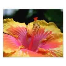 Macro Yellow Hibiscus Petals 10x8 Flower Print Photo Art