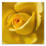 Macro Yellow Rose Photo Art