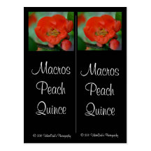Macros Peach Quince Postcard