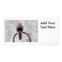 Mad Squirrel Picture Card