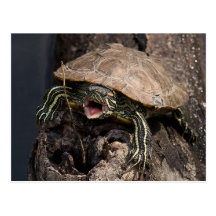 Mad Turtle Postcard