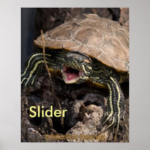 Mad Turtle Poster