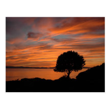 Madrone Sunset Postcard
