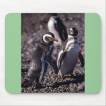 Magellanic Penguin Mouse Pads