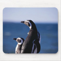 Magellanic Penguin mousepads