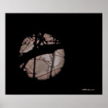 Magenta Moon Buds Poster