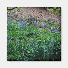 Magical Bluebells Magnet