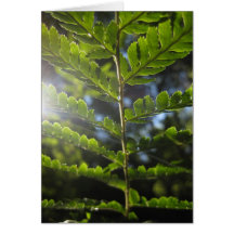 Magical Ferns (4) Greeting Cards