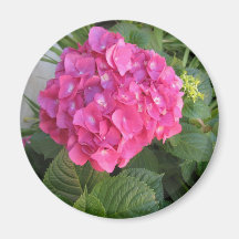 Magnet: Pink Hydrangea