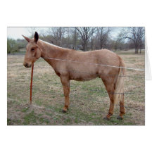 Magnificent Mule! customise it! Cards