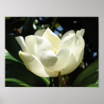 Magnolia Bloom Poster