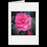 Magnolia Blossom cards