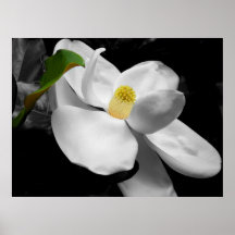 Magnolia Blossom Fine Art Print