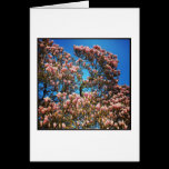 Magnolia Blossom cards