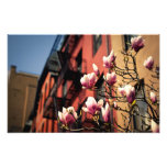 Magnolia Blossoms - New York City Photographic Print