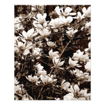 'Magnolia Blossoms' Photographic Print