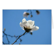 Magnolia Flower Greeting Card Blue Sky Floral