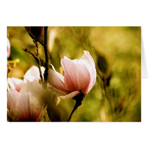 Magnolia Greeting Cards