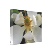 Magnolia Photograph on Canvas Stretched Canvas Print