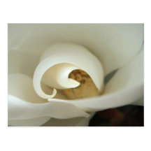 Magnolia Postcard