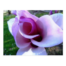 Magnolia - Save the date card Post Card