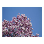 Magnolia Sky Post Card