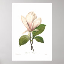 Magnolia soulangiana print