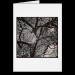 Magnolia Tree cards