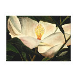 magnolia tree flower stretched canvas prints
