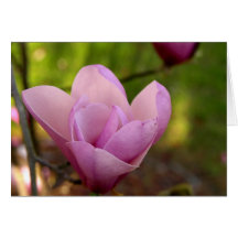 Magnolia Tree Thank you note card