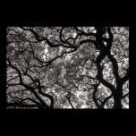 Magnolia Trees in Blossom 02 posters