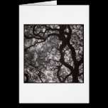 Magnolia Trees in Blossom cards