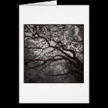 Magnolia Trees in Blossom cards