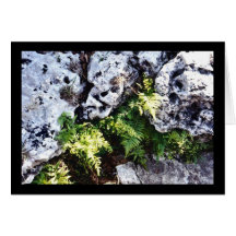 Maiden Hair Fern Greeting Cards
