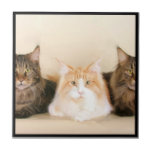 Main coon cats ceramic tile