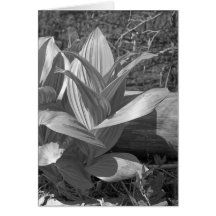 Maine_Black+White_76 Card