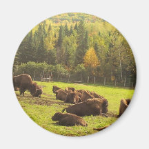 Maine Buffalo Magnet