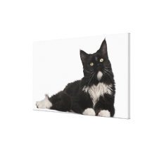 Maine Coon (15 months old) Canvas Print