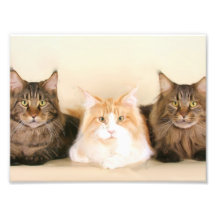 Maine Coon Cats Photographic Print