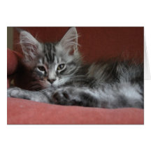 Maine Coon kitten, a sleepy young puss Card