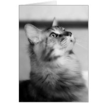 Maine Coon Kitten - Black And White Portrait Greeting Card