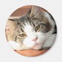 Maine Coon Kitten Fridge Magnet