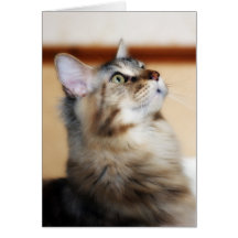 Maine Coon Kitten - Jasper - Blank Card