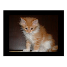 MAINE COON KITTEN POSTCARD